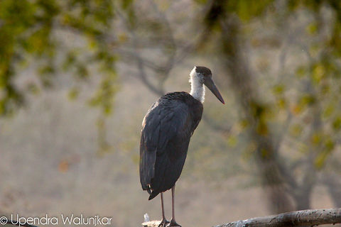 Woolly Necked Stork  Ciconia episcopus,Geotagged,India,Woolly-necked Stork
