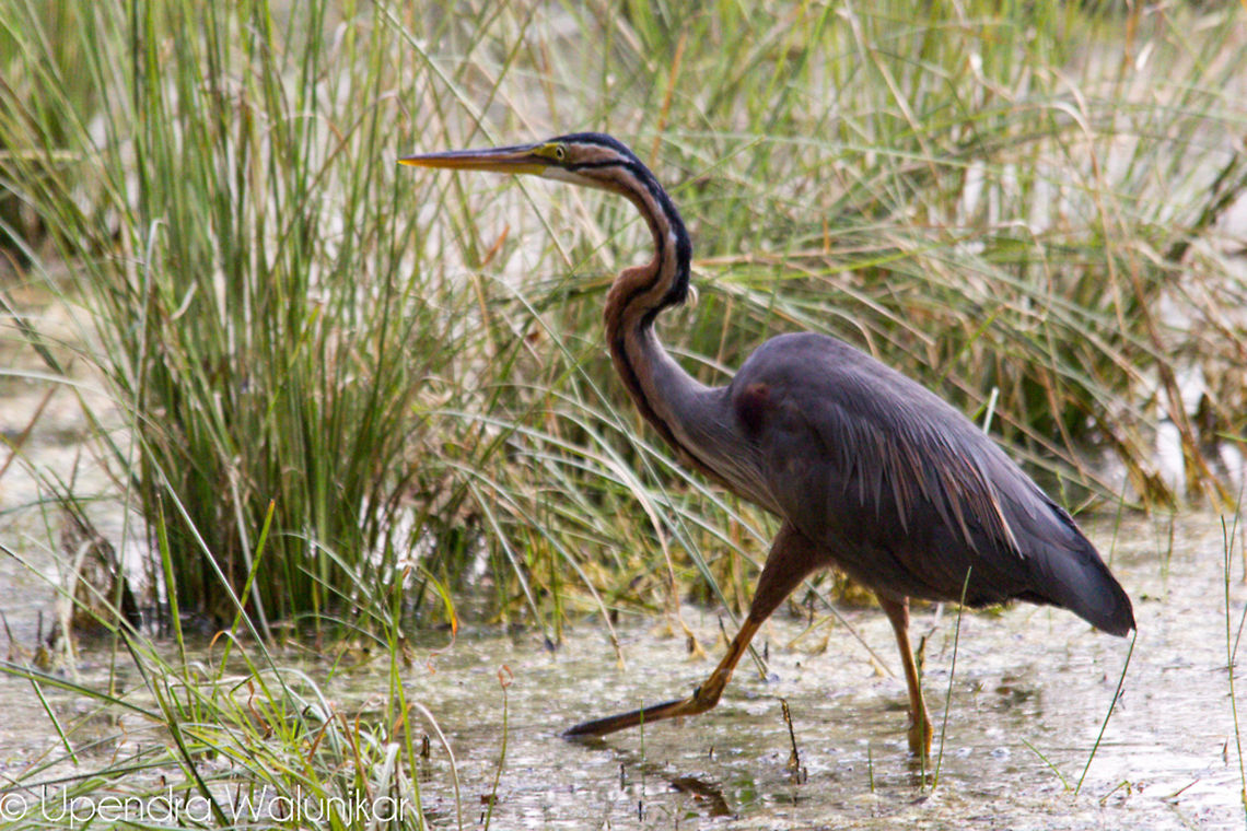 Purple Heron  Ardea purpurea,Geotagged,India,Purple Heron