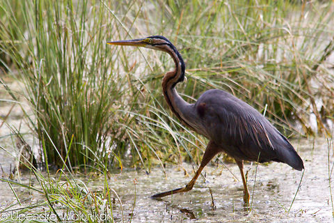 Purple Heron  Ardea purpurea,Geotagged,India,Purple Heron