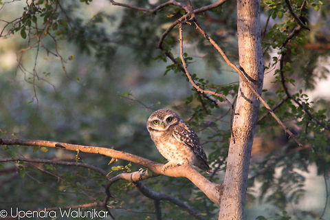 Spotted Owlet  Athene brama,Geotagged,India,Spotted Owlet