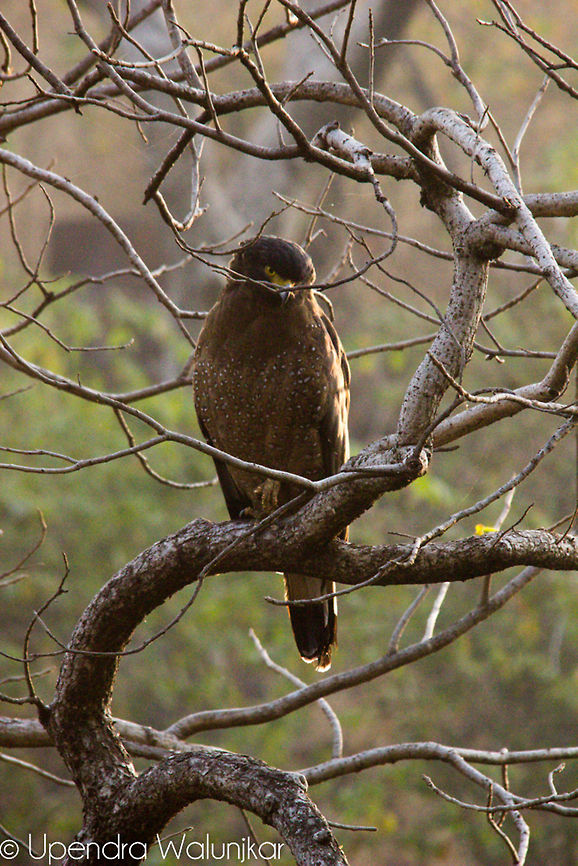 Serpent Eagle  Crested Serpent Eagle,Geotagged,India,Spilornis cheela