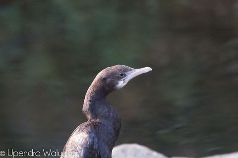 Cormorant  Geotagged,India,Little Cormorant,Little cormorant,Microcarbo niger