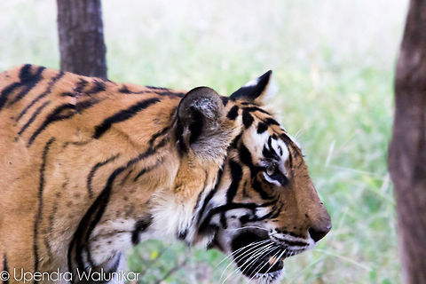 Royal Bengal Tiger  Bengal tiger,Geotagged,India,Panthera tigris tigris