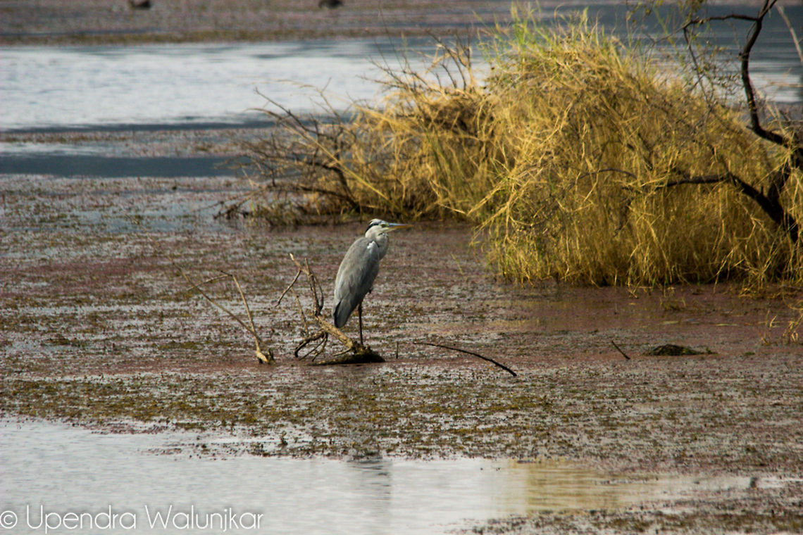 Gray Heron  Ardea cinerea,Geotagged,Grey Heron,India