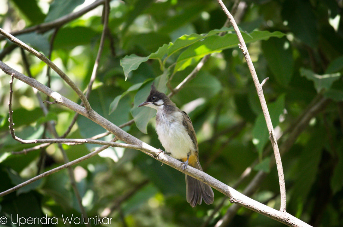 dark-capped bulbul  Pycnonotus jocosus,Red-whiskered Bulbul