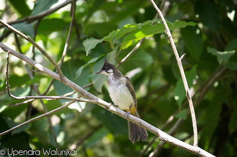 dark-capped bulbul  Pycnonotus jocosus,Red-whiskered Bulbul