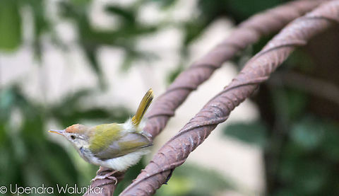 common tailorbird  Common Tailorbird,Orthotomus sutorius