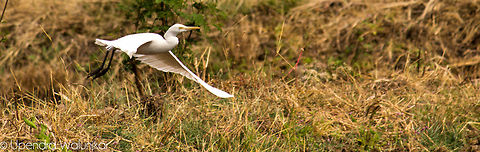 The Intermediate Egret  Intermediate Egret,Mesophoyx intermedia