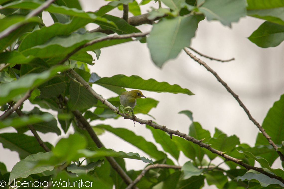 oriental white eye  Oriental White-eye,Zosterops palpebrosus