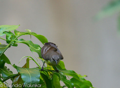 purple sunbird female  Cinnyris asiaticus,Purple Sunbird