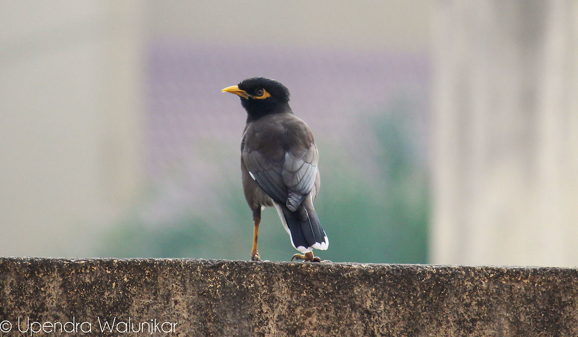 Common Myna  Acridotheres tristis,Common Myna