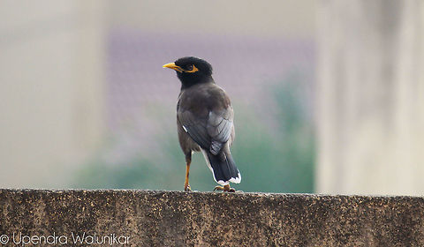 Common Myna  Acridotheres tristis,Common Myna