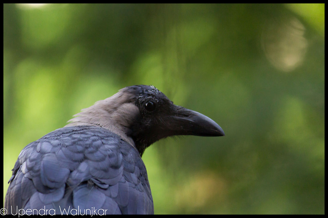 House Crow  Common Crow,Corvus splendens,Euploea core,House Crow