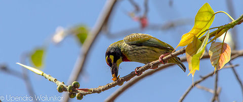 Coppersmith barbet  Coppersmith Barbet,Megalaima haemacephala