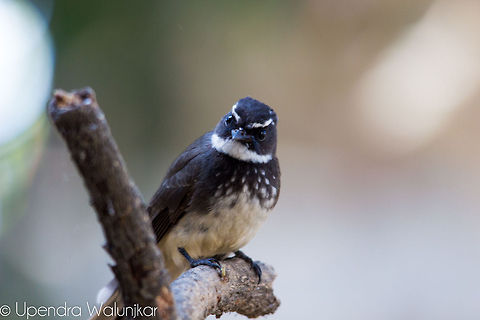 White-throated Fantail  Cacomantis flabelliformis,Fan-tailed Cuckoo,Rhipidura albicollis,White-throated Fantail