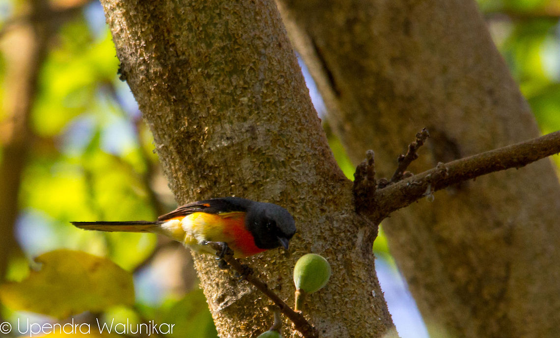 The Small Minivet  Pericrocotus cinnamomeus,Small Minivet