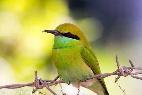 The Green Bee-eater  Green Bee-eater,Merops orientalis