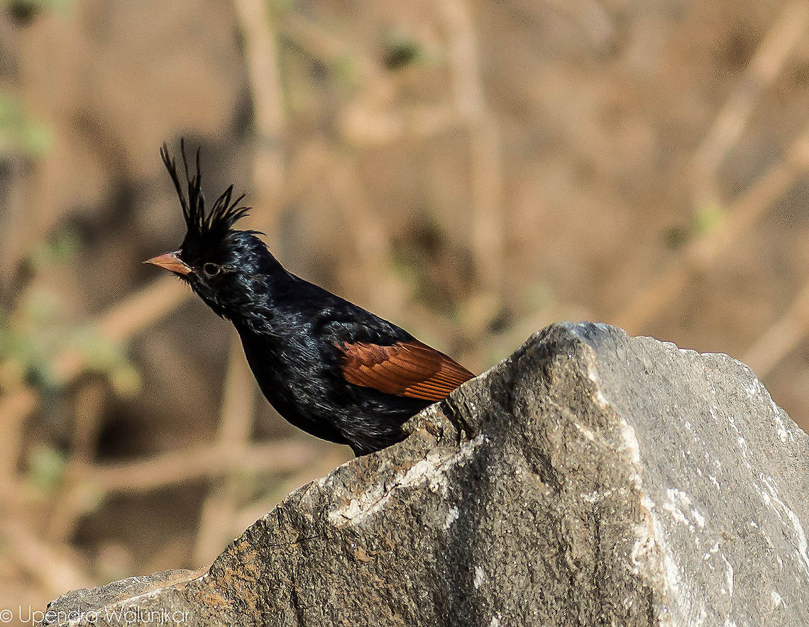 The Crested Bunting  Crested Bunting,Geotagged,India,Melophus lathami