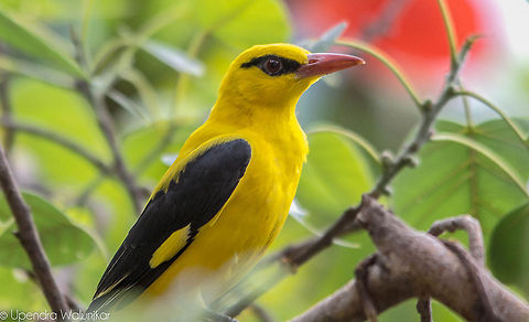 Eurasian Golden Oriole  Eurasian Golden Oriole,Geotagged,India,Oriolus oriolus
