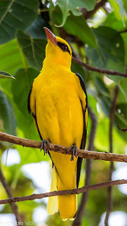 Eurasian Golden Oriole  Eurasian Golden Oriole,Oriolus oriolus