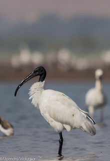 The Black-headed Ibis  Black-headed Ibis,Threskiornis melanocephalus