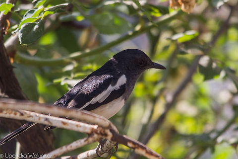 The Oriental Magpie-Robin  Copsychus saularis,Oriental Magpie-Robin
