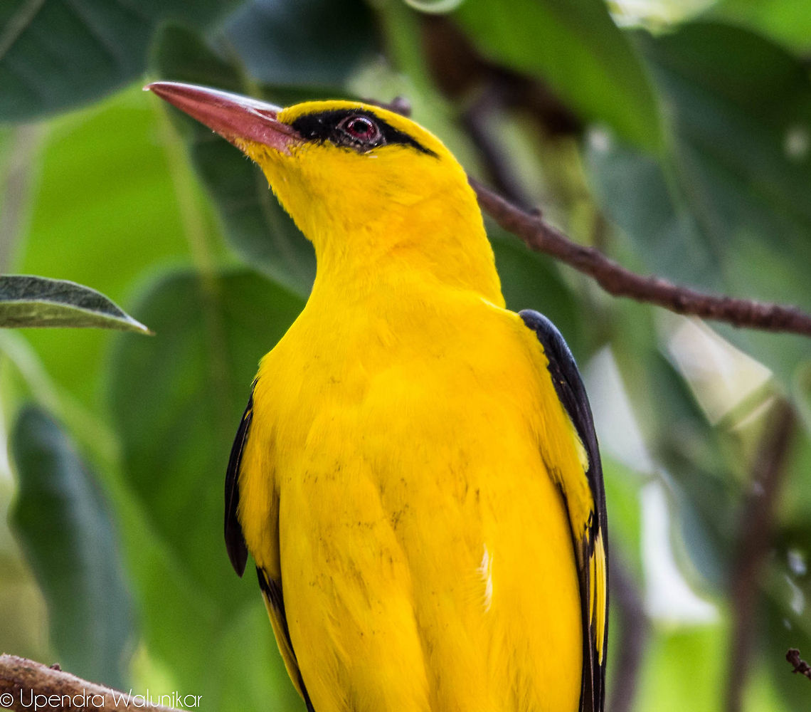 Eurasian Golden Oriole  Eurasian Golden Oriole,Oriolus oriolus