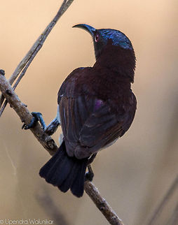 The Purple-rumped Sunbird  Leptocoma zeylonica,Purple-rumped Sunbird