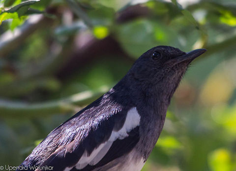 The Oriental Magpie-Robin  Copsychus saularis,Oriental Magpie-Robin