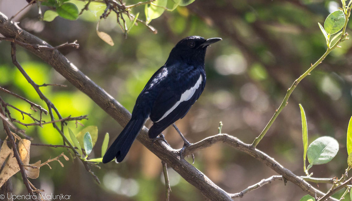 The Oriental Magpie-Robin  Copsychus saularis,Oriental Magpie-Robin