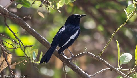 The Oriental Magpie-Robin  Copsychus saularis,Oriental Magpie-Robin