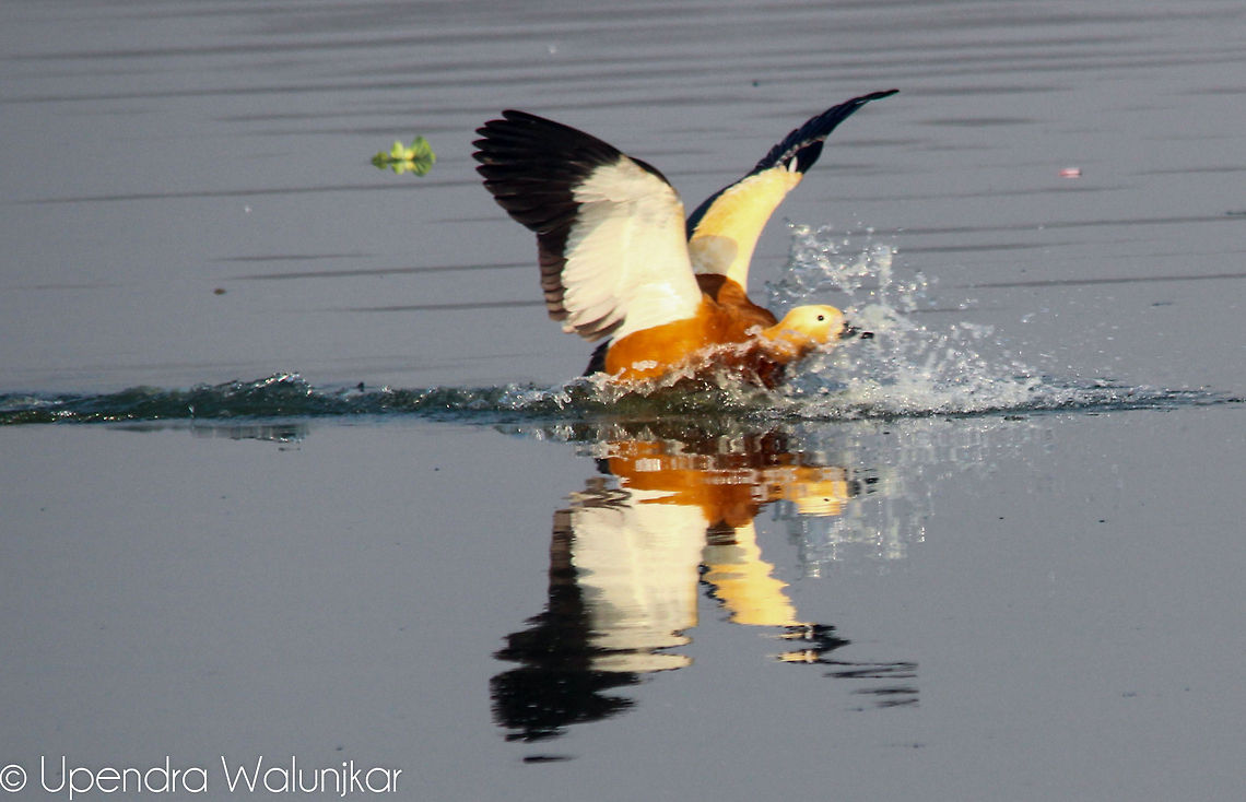 Ruddy Shelduck  Geotagged,India,Ruddy Shelduck,Tadorna ferruginea