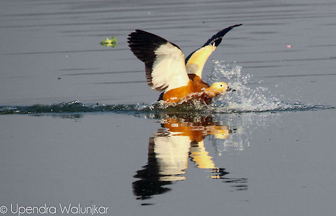 Ruddy Shelduck  Geotagged,India,Ruddy Shelduck,Tadorna ferruginea
