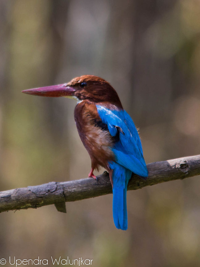 White-throated Kingfisher  Halcyon smyrnensis,White-throated Kingfisher