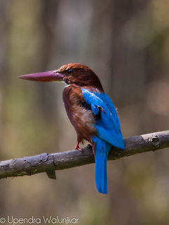 White-throated Kingfisher  Halcyon smyrnensis,White-throated Kingfisher