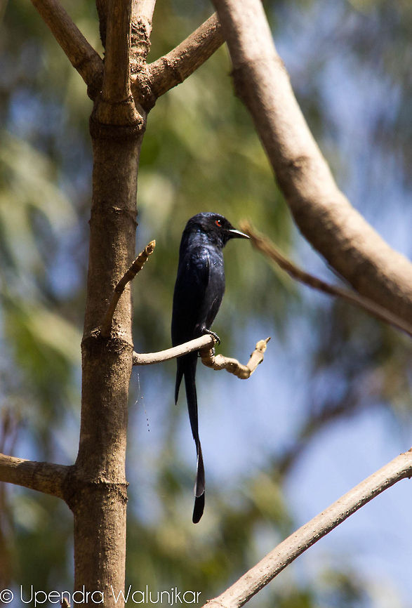 Black Drongo  Black Drongo,Dicrurus macrocercus