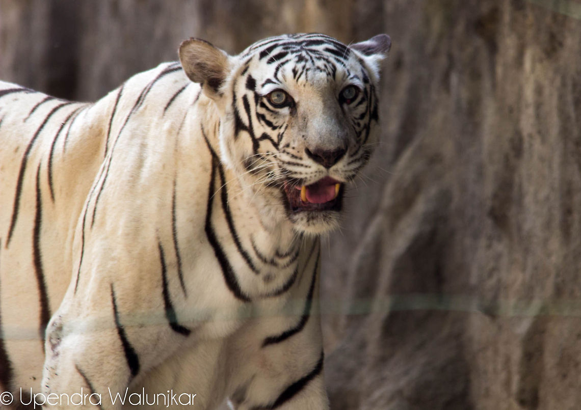 White Tiger  Bengal tiger,Geotagged,India,Panthera tigris tigris