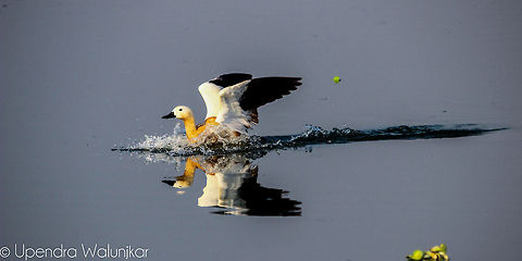 Ruddy Shelduck  Ruddy Shelduck,Tadorna ferruginea