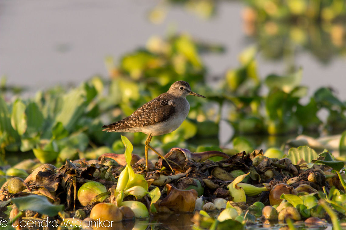 Wood sandpiper  Tringa glareola,Wood Sandpiper