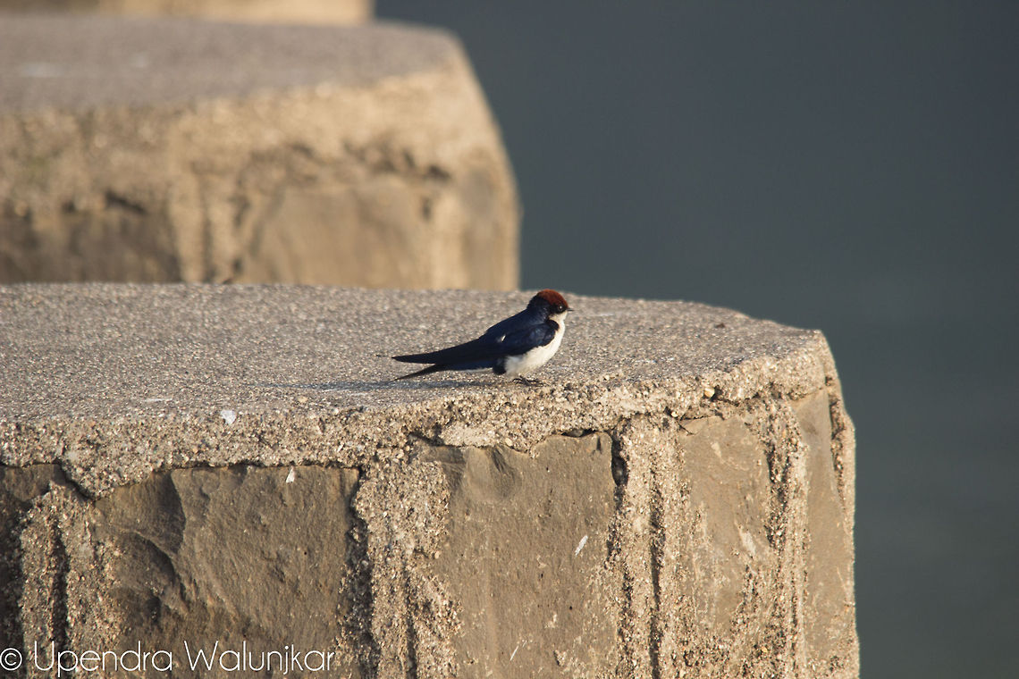 Wire-tailed Swallow  Hirundo smithii,Wire-tailed Swallow
