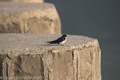Wire-tailed Swallow  Hirundo smithii,Wire-tailed Swallow