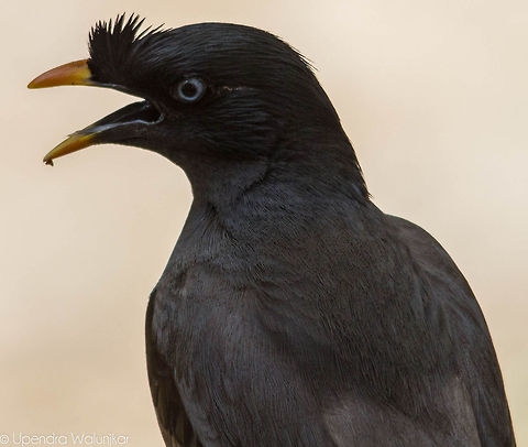The Jungle Myna  Acridotheres fuscus,Jungle Myna