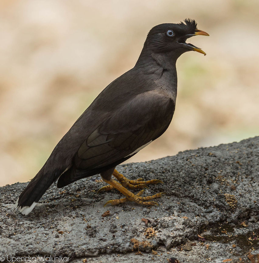 The Jungle Myna  Acridotheres fuscus,Jungle Myna