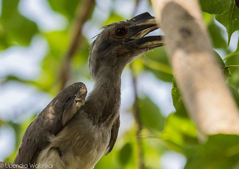 The Indian Grey Hornbill  Geotagged,India,Indian Grey Hornbill,Ocyceros birostris