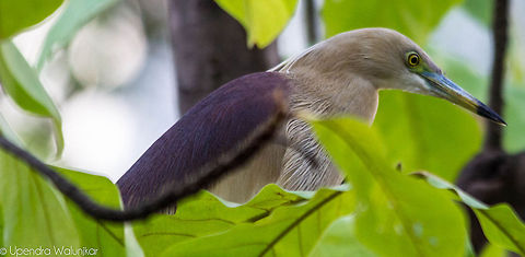 Indian pond heron Nesting Shades Ardeola grayii,Indian Pond Heron