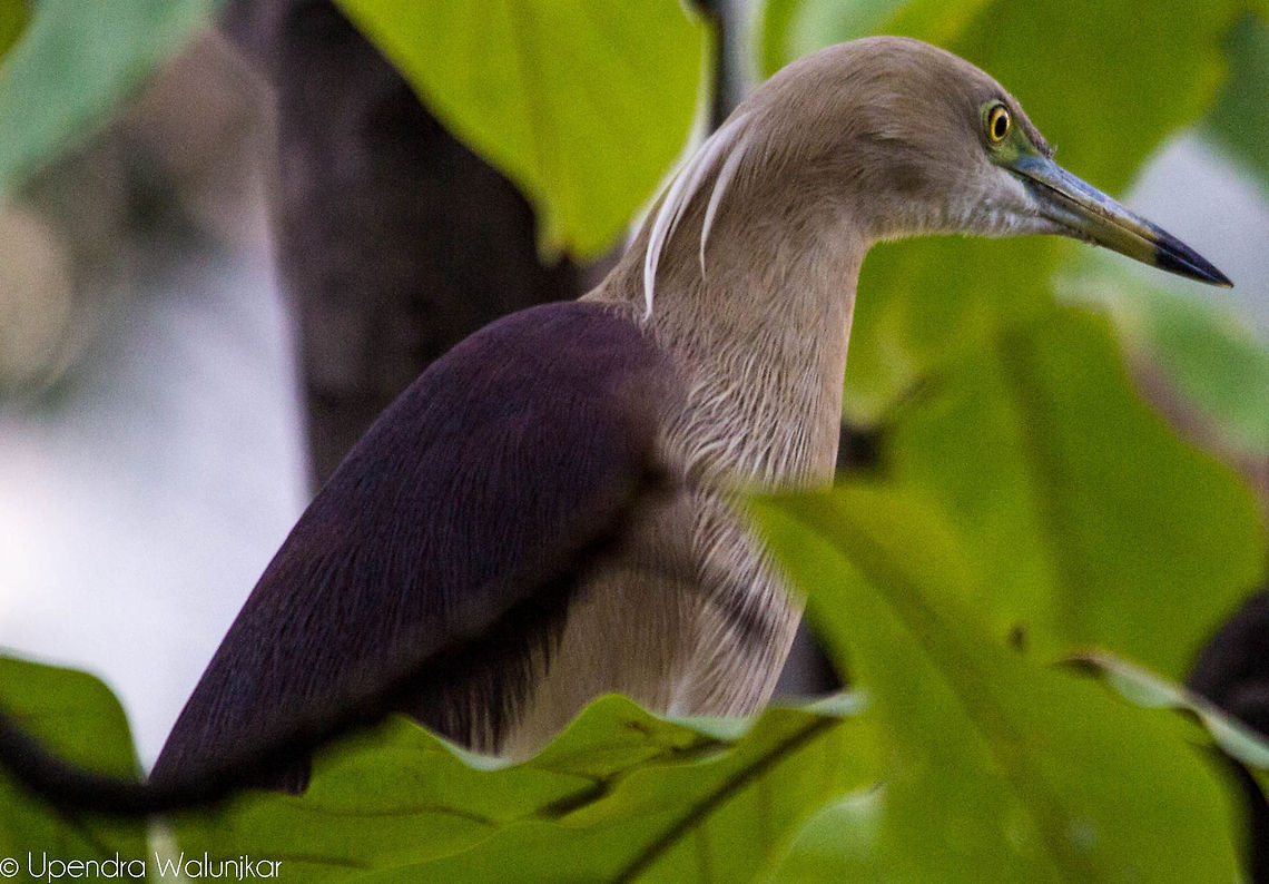 Indian Pond Heron Nesting Shades Ardeola grayii,Indian Pond Heron