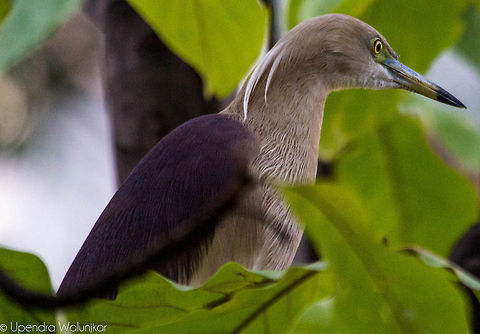 Indian Pond Heron Nesting Shades Ardeola grayii,Indian Pond Heron