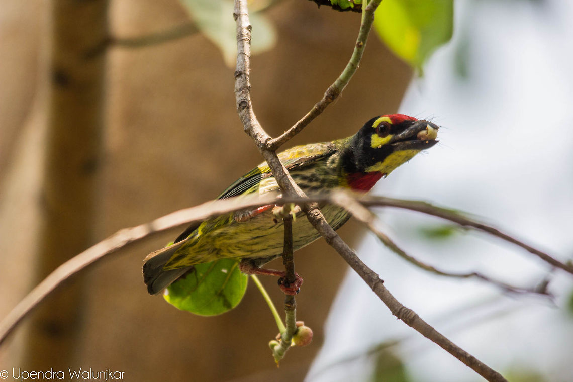 Coppersmith barbet  Coppersmith Barbet,Geotagged,India,Megalaima haemacephala,Spring