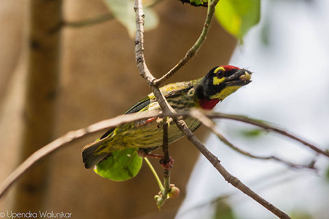 Coppersmith barbet  Coppersmith Barbet,Geotagged,India,Megalaima haemacephala,Spring