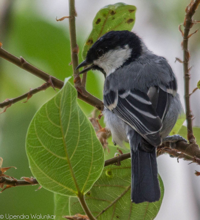 Great tit  Great Tit,Parus major